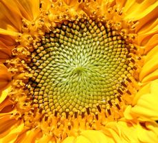 Sonnenblume-Macro.JPG